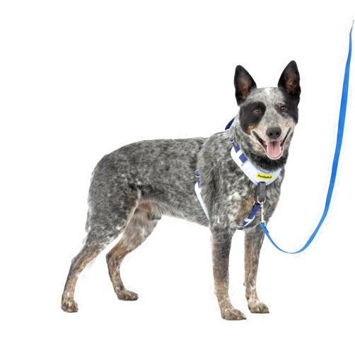 PetSafe Easy Walk Comfort No-Pull Dog Harness Full-Body Padding - Better Walks on The First Use - 5 Points of Adjustment Medium/Large, Blue
