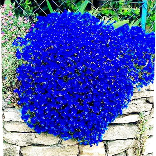 QAUZUY GARDEN 250 Dark Blue Rock Cress Aubrieta Seeds - Cascade Flower Seeds Perennial Showy Lawn Cover/Groundcover Drought Tolerant Low-Maintenace