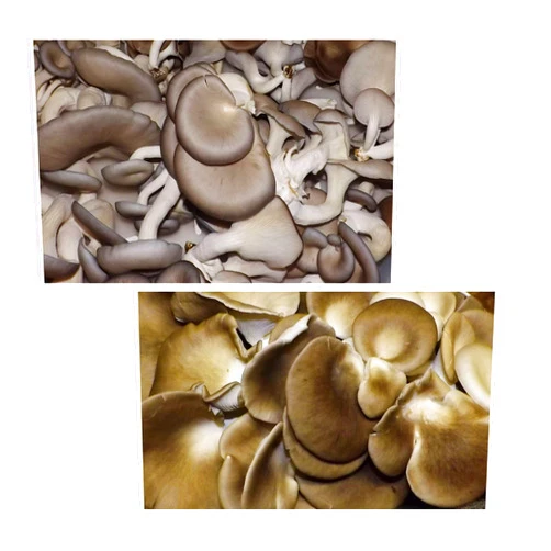 Willow Mountain Mushrooms Oyster Mushroom Growing Kit ~ Easy to Grow Your Own FRESH Mushrooms!
