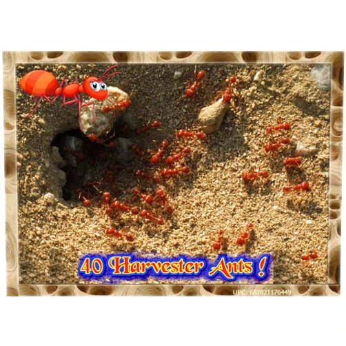 Insectsales.com Live Ants for Ant Farms with Free Ant Food (40 Healthy Western Harvester Ants) (Ants + Ant Food)