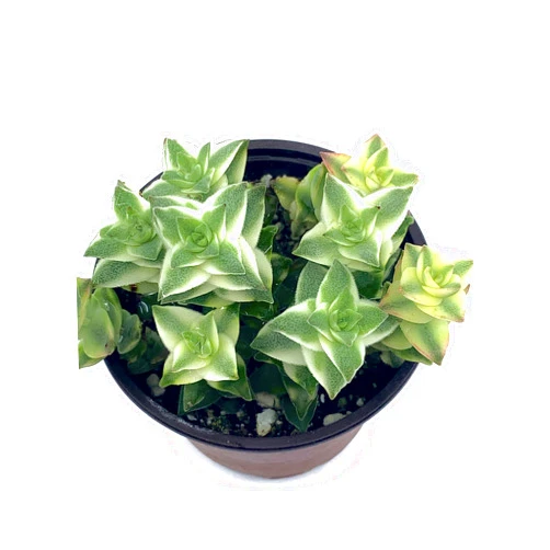 Succulent Addiction 4” Live Succulent Potted Plant(s) Fully Rooted-String of Buttons-Crassula Perforata Variegated-Easy to Grow Indoor/Outdoor. (String Buttons)