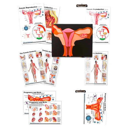 Blue Tree Publishing Female anatomy, Pregnancy and birth, Female Reproductive chart with insert clipboard and extra Uterus model