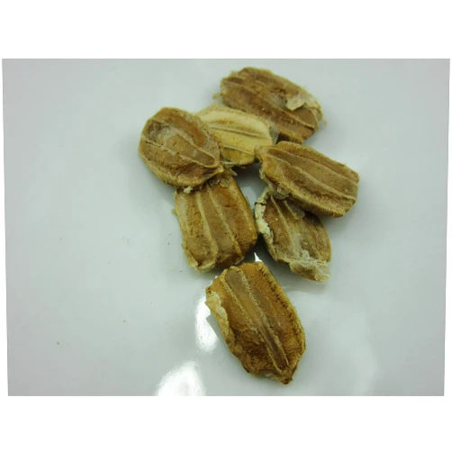 ROBsRAREandGIANTseeds 1177-Cannonball Gourd (Lagenaria siceraria) Seeds by Robsrareandgiantseeds UPC0764425788201 Non-GMO,Organic,Artisans,Crafting,USA Grower,Competitions,1177 Package of 8 Seeds