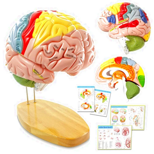 HADWYN 2024 Newest Human Brain Model for Neuroscience Teaching with Labels 1.5 Times Life Size Anatomy Model for Learning Science Classroom Study Display Medical Model,9 Colors to Identify Brain Functions