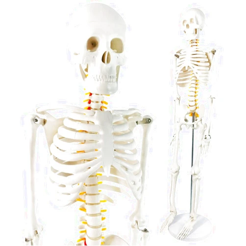 EVOTECH SCIENTIFIC Mini Human Skeleton Model for Anatomy, 33.5'' 1/2 Life Size Human Skeleton Model with Nervous System Removable Arms Legs and Stand for Medical Anatomical Study, Manual Included