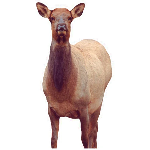 Montana Decoy Eichler Elk