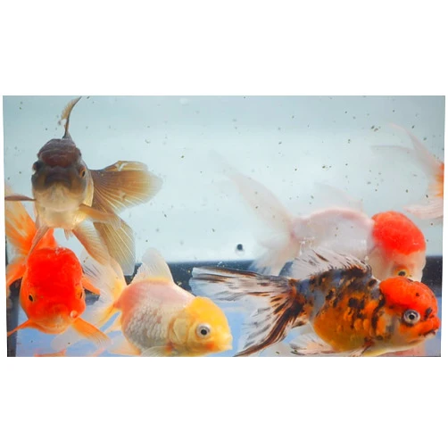 Quinn's Fins Mixed Oranda, Small 1.5