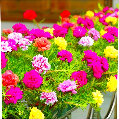 KVITER 2 000 Mix Double Moss Rose Seeds for Planting (Portulaca Grandiflora) - Non-GMO Heirloom Seeds, Purslane Flower Seeds for Planting - Perfect Garden Seeds for Beds & Yards, Flower Garden