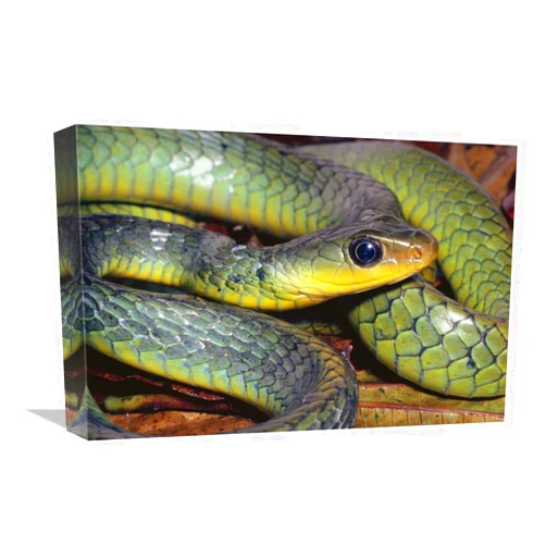 Generic 12 x 18 in. Green Racer Close-Up, Cloud Forest Ecosystem, Costa Rica Art Print - Michael & Patricia Fogden
