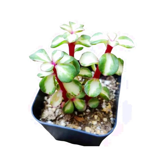 FOLIAGEMS Live Succulent Plants from USKC (2