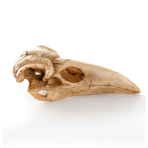 Yllxyr.Asahi Crow skull, resin animal specimen, crow mouth, educational specimen