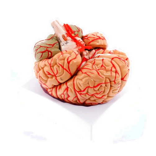 WICHEMI Human Brain Model 8-Part Brain Models Life Size Human Brain Anatomical Model w/Display Base & Color-Coded Artery Brain Teaching Anatomy Model for Science Classroom Study Display