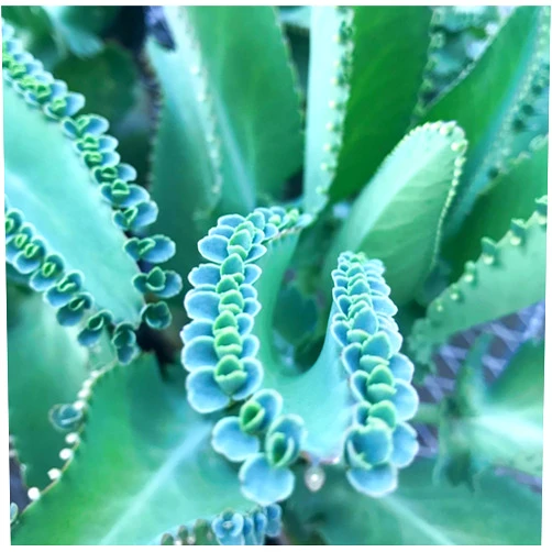 Gar-Zen Botanical Designs Kalanchoe daigremontiana Mother of Thousands Succulent Plants.