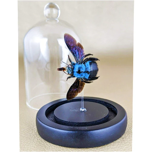 TruBlu Supply Entomology Taxidermy Blue Carpenter Bee Glass Dome Display Specimen