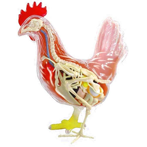 ZKTDJ Chicken Anatomy Model, 4D Chicken Skeleton Model Assembly Ional Model Anatomical Chicken Model Detachable 32 Parts Scientific Anatomical Animal Model. ﻿