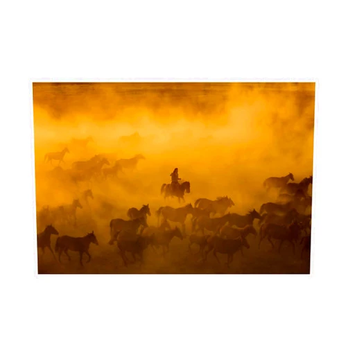 Trademark Fine Art, 12x19 Horses Cowboy by Ummu Nisan