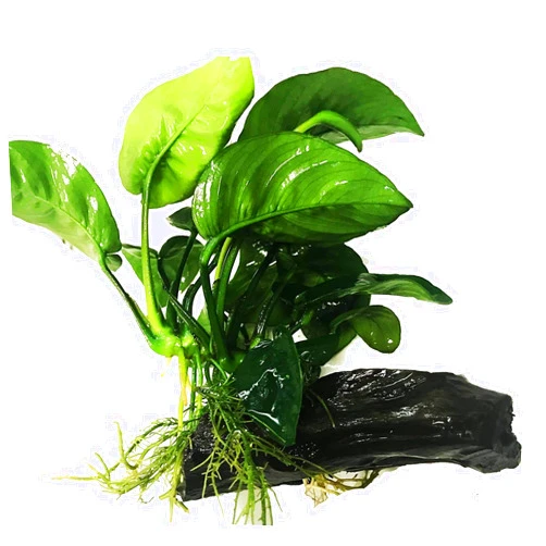 Greenpro (Anubias Barteri Butterfly) Anubias, Java Fern, Moss and More! Freshwater Live Aquarium Plants on Driftwood for Aquatic Tropical Fish Tank Decorations - Easy to Drop