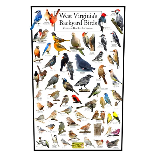 Where's Wildlife West Virginia's Backyard Birds Poster - West Virginia Bird Chart Highlighting Birds At Your Bird Feeder (8