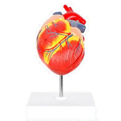 Axis Scientific 2-Part Life-Size Canine Heart Anatomy Model - Detailed Canine Heart Anatomy Model for Veterinarians, Teachers, Students -Includes Study Guide - Durable and Realistic