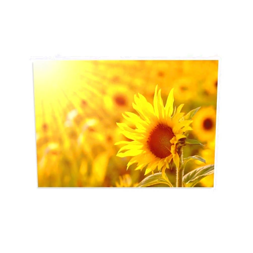 Huangli Art Posters Sunflower Sunshine Sunset Flowers Posters Canvas Art Poster And Wall Art Picture Print Modern Family Bedroom Decor Posters 12x18inch(30x45cm)