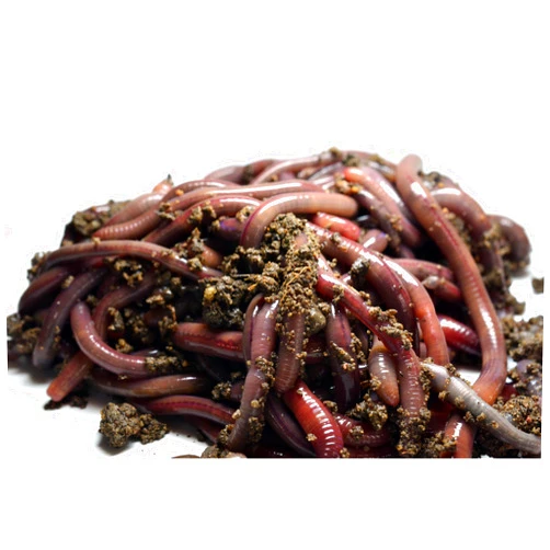 Surmen Legacy 48ct Canadian Nightcrawlers Worms (4-6 inch) - Fishing Bait or Pet Feed