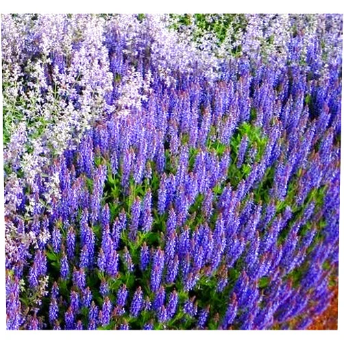 GardenSeedsMarket Catmint seeds - Nepeta mussinii