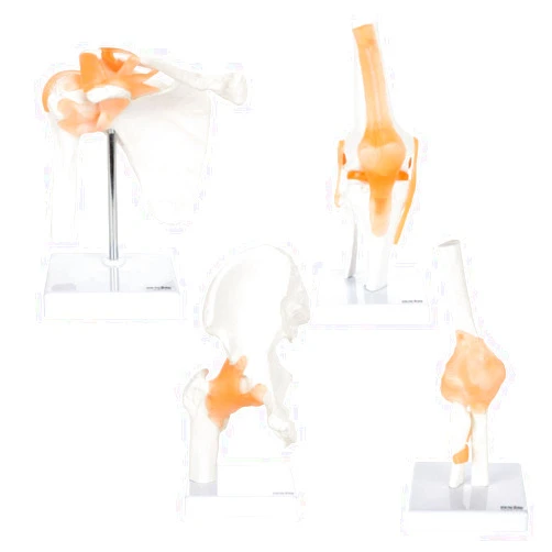 Axis Scientific Functional Joint Anatomy Model Set includes Flexible Skeletal Shoulder Joint, Knee Joint, Hip Joint and Elbow Joint Models with Ligaments, 4 Pack