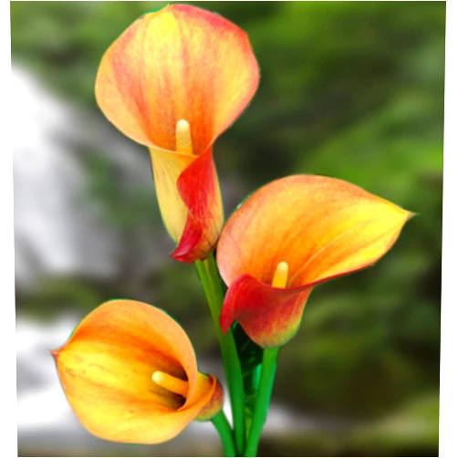 Boekee's Nursery 'Flame' Calla Lily Bulb 14/+ cm - Opens Yellow Matures to Flame