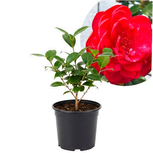 LRWI Red Camellia Plant Live, Camellia Flower Shrub, Well-Rooted in Pot, Cold Hardy Plant for Indoor Outdoor