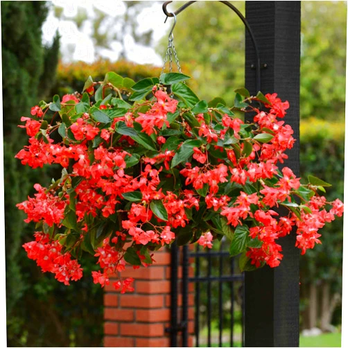 Outsidepride 20 Seeds Perennial Red Dragon Wing Begonia Garden Flower Seeds for Planting