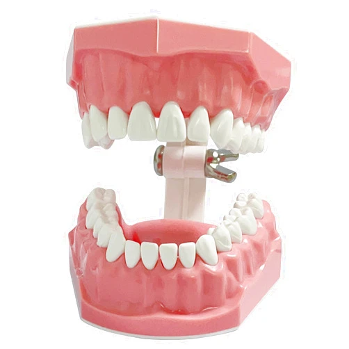 Ceonam Dental Model Standard Size for Brushing Flossing Practice - Silicone Teeth Typodonts with Visible Gingiva, Anatomic Teaching Demonstration - Educational Dental Care Tool for Kids Students
