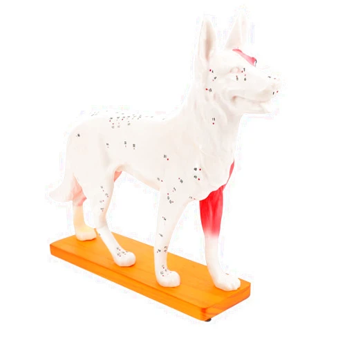 By Scicalife (Contributor) 4D Vision Dog Anatomy Model, Dog Model Anatomy Teaching Tool Animal Pressure Points Training for Animal Teaching Demonstration, Pet Clinic Training School Teaching Tool Animalanatomy Model