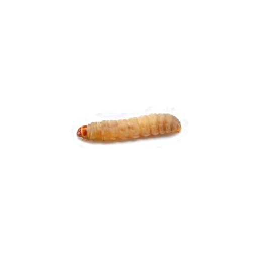 Dubia.com 100 Live Waxworms Live Bugs, Live Worms for Fishing, HighProtein Wax Worms Live, Ideal for Pets, Reptiles, Amphibians, and Birds