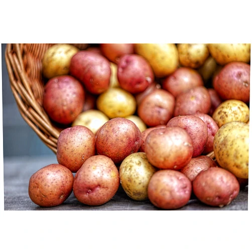 Simply Seed™ - 5 Lb Seed Potatoes Non GMO Red Pontiacs and German Butterballs