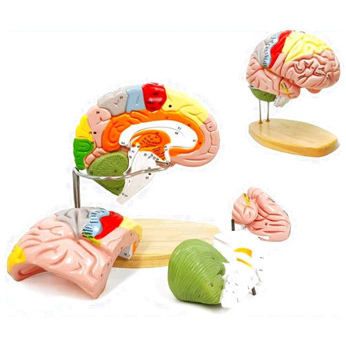 UNbit 1:2 Medical Anatomical Human Brain Model for Neuroscience Teaching with Labels 2 Times Life Size Anatomy Model Cerebral Cortex Nerve 4 Parts Brain Anatomy Model