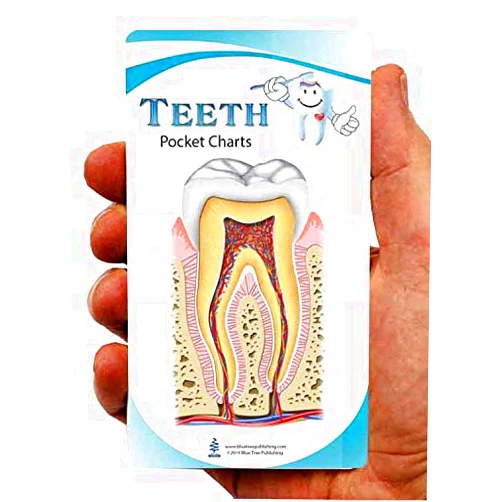 Blue Tree Publishing Dental Anatomy Pocket Charts,for Dentist, Oral Hygienist, Dental Students