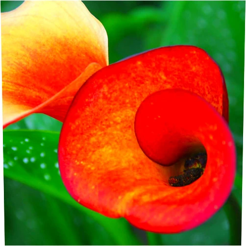 Boekee's Nursery FLAME - Calla Lily Bulb - Great Yellow/Orange Variety