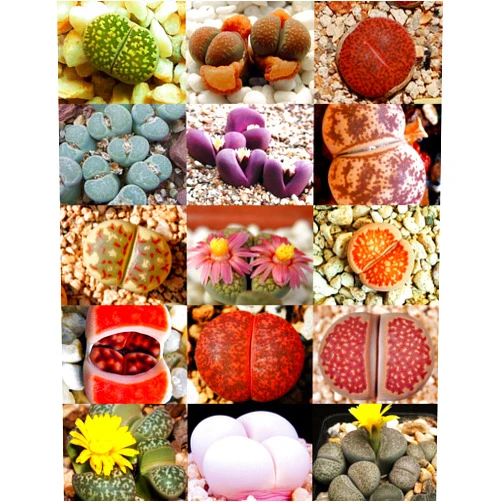 SVI RARE Lithops MIX succulent cactus EXOTIC living stones desert rock seed 50 SEEDS