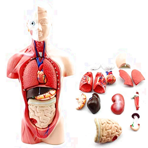 HumModels 11-inch Male Human Torso Body Anatomy Model Including Skeleton Visceral for Medical Students Study