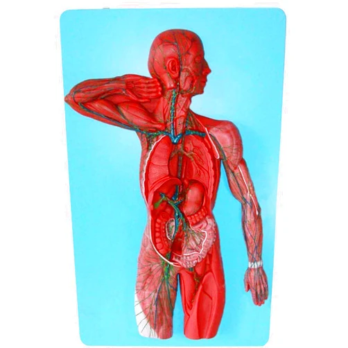 HaqUos Human Anatomy Model,PVC Human Lymphatic System Model Kidney with Adrenal Gland Models for Medical Teaching Demonstratio