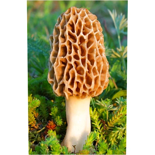Nature's Treasures TRUE morel mushroom grow kit grow morel mushrooms at home and garden