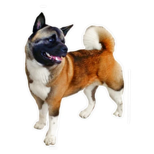 JSE Designs Akita Dog Portrait Vinyl Sticker Laptop Decal Waterproof 5