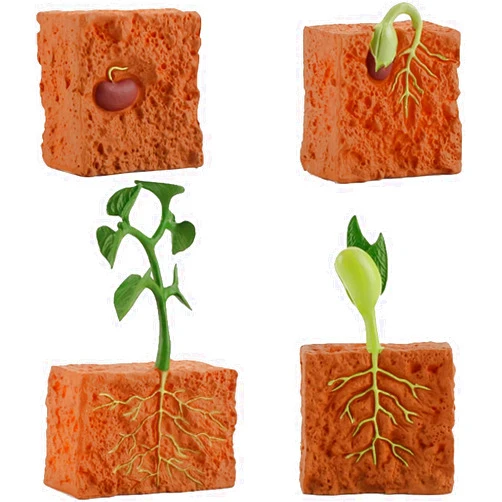 XUJIQI 4 PCS Farm Plant Life Cycle Model Figure Set Plants Grown Toy Simulation Educational PVC Plant Growth Cycle Model for for 5 6 7 8 Year Old Boys Girls Kid Toddlers (Green)