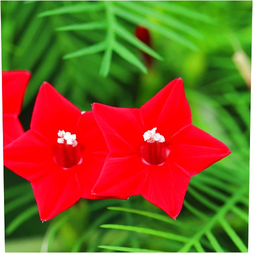 Outsidepride 100 Seeds Annual Red Cypress Vine Flower Seeds for Planting