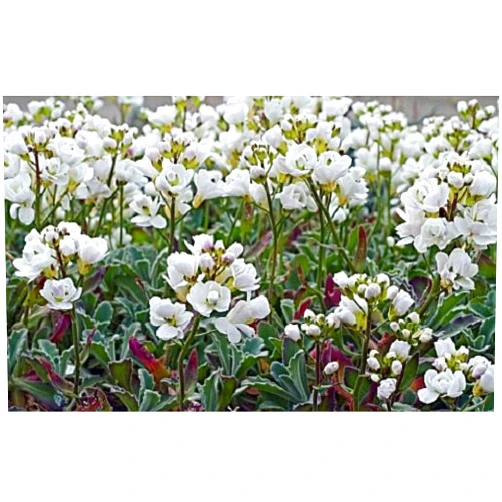 Cheryl's Unique Seeds 50+ Arabis Caucasica Snow Cap Flower Seeds / Rock Cress / Perennial / Thrives in Poor Soil, Even Hard Clay