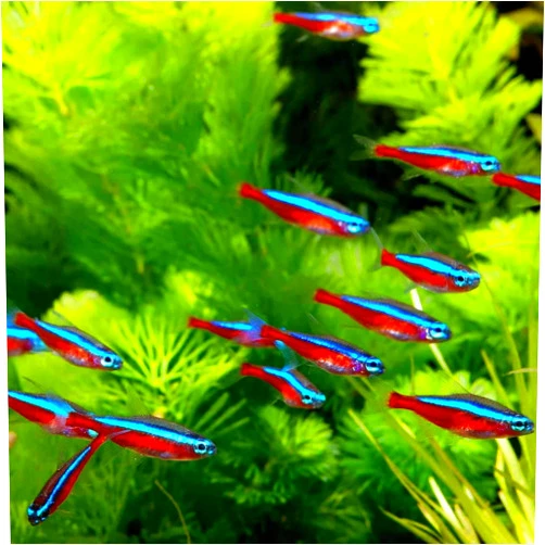 Neat&Tidy Cardinal Tetra Live Fish (8 Fish Pack) - Live Fish for Aquarium Exotic Freshwater Live Fish, Live Aquarium Fish, Live Fish, Live Freshwater Fish - Freshwater Fish Live Buy Live Fish