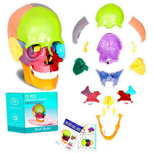 breesky Human Skull Model for Anatomy, 15 Parts Human Anatomy Exploded Skull, Detachable Palm-Sized Mini Human Color Medical Skull Model, Learning with Color Study Manual
