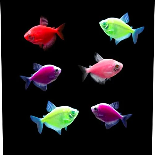 GloFish Live Fish Collections (Tetra Basic)
