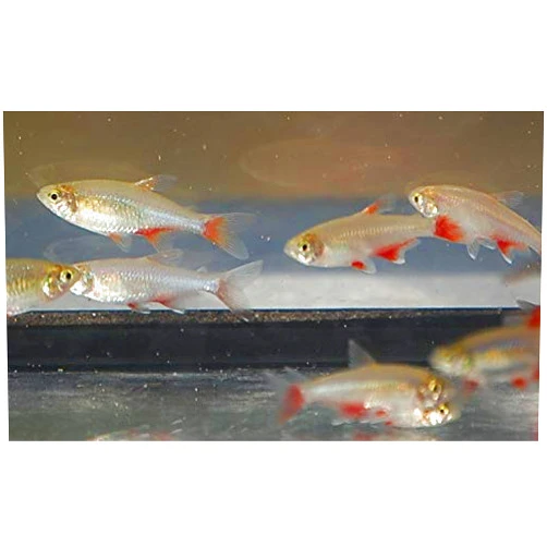 Quinn's Fins Bloodfin Tetra Pair