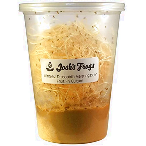 Josh's Frogs Wingless Drosophila Melanogaster Fruit Fly Cultures (Fresh)